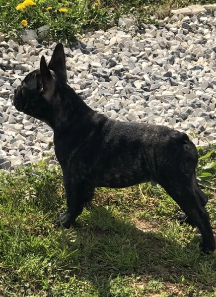 Vendita bouledogue francese | Foto 3