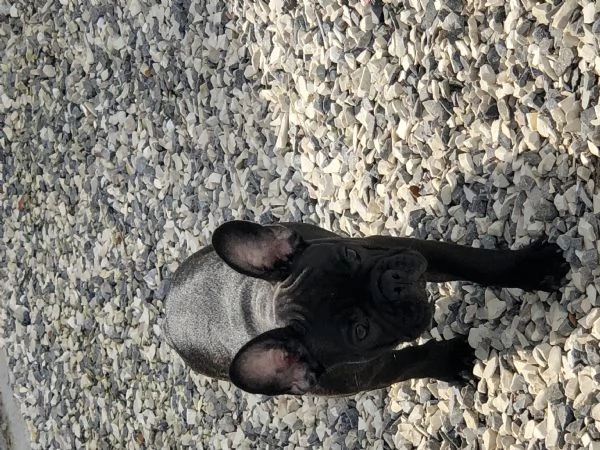 Vendita bouledogue francese | Foto 2