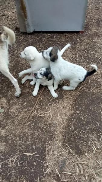 Regalo  3 cagnolini di razza meticcio.