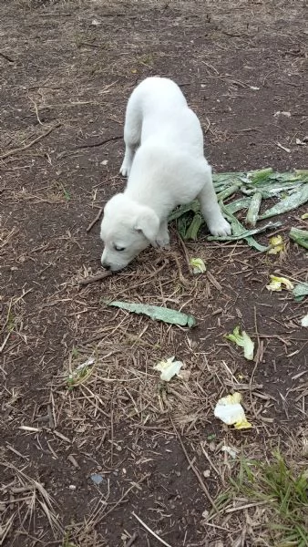 Regalo  3 cagnolini di razza meticcio. | Foto 6