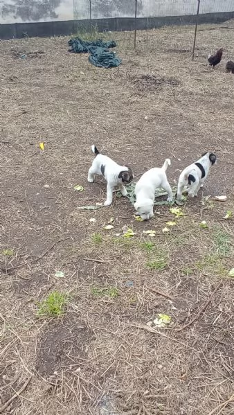 Regalo  3 cagnolini di razza meticcio. | Foto 5