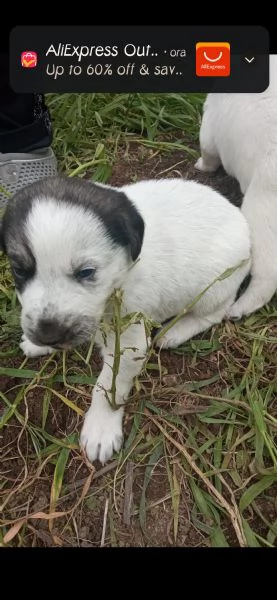 Regalo  3 cagnolini di razza meticcio. | Foto 4