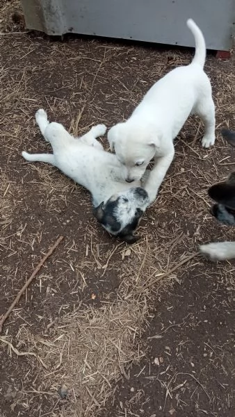 Regalo  3 cagnolini di razza meticcio. | Foto 3