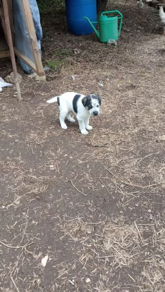 Regalo  3 cagnolini di razza meticcio. | Foto 2