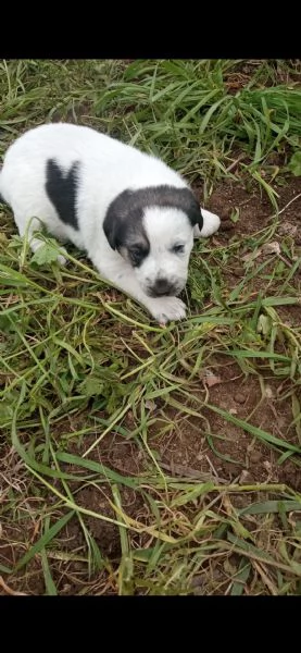 Regalo  3 cagnolini di razza meticcio. | Foto 1