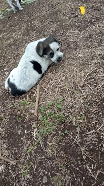 Regalo  3 cagnolini di razza meticcio. | Foto 0