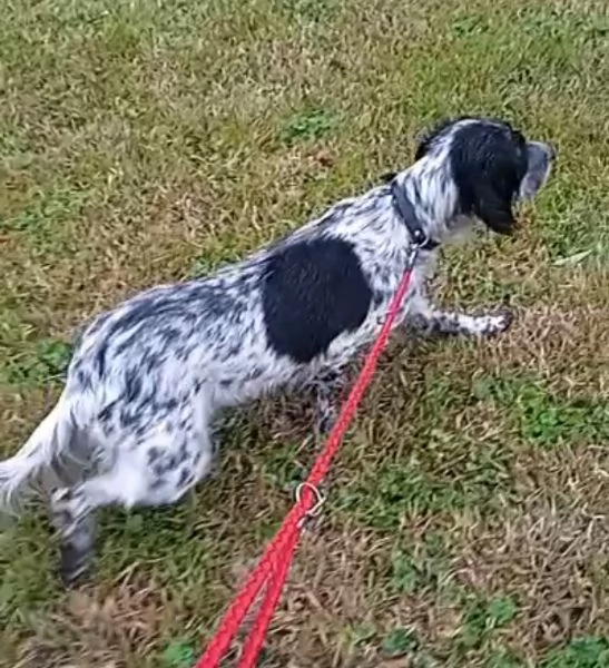 Cuccioli Setter Inglese | Foto 3