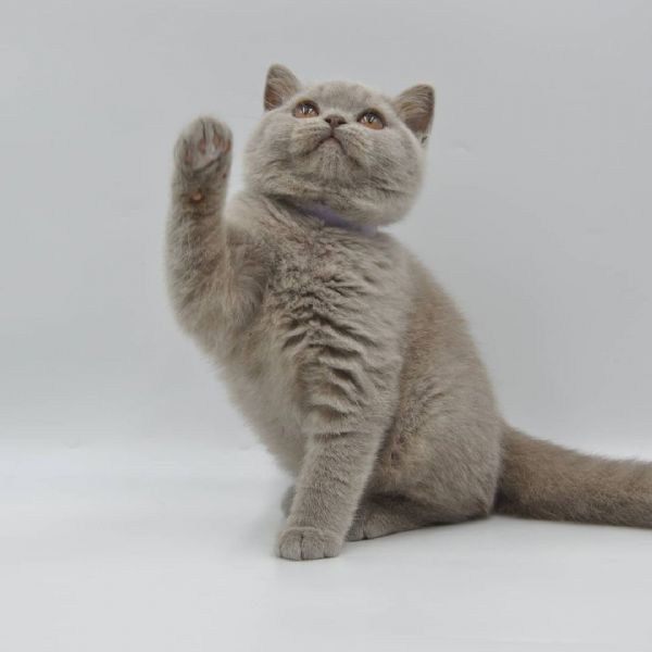 British shorthair maschio e femmina | Foto 0