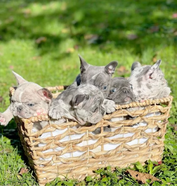 Bouledogue Francese cuccioli | Foto 0