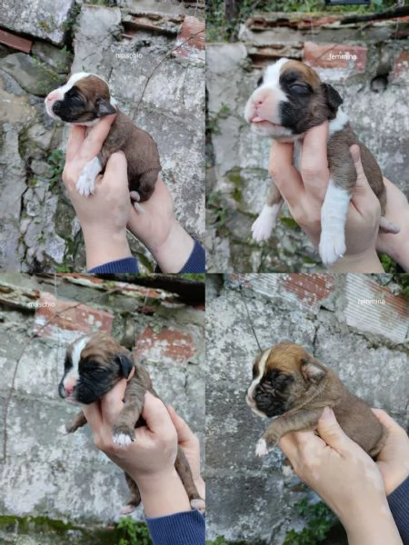 Cuccioli di boxer 