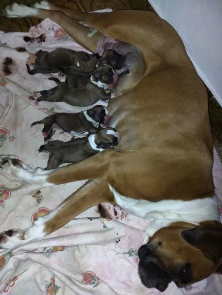 Cuccioli di boxer  | Foto 0