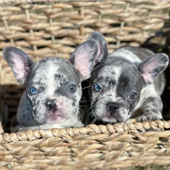 cuccioli bulldog francese | Foto 1