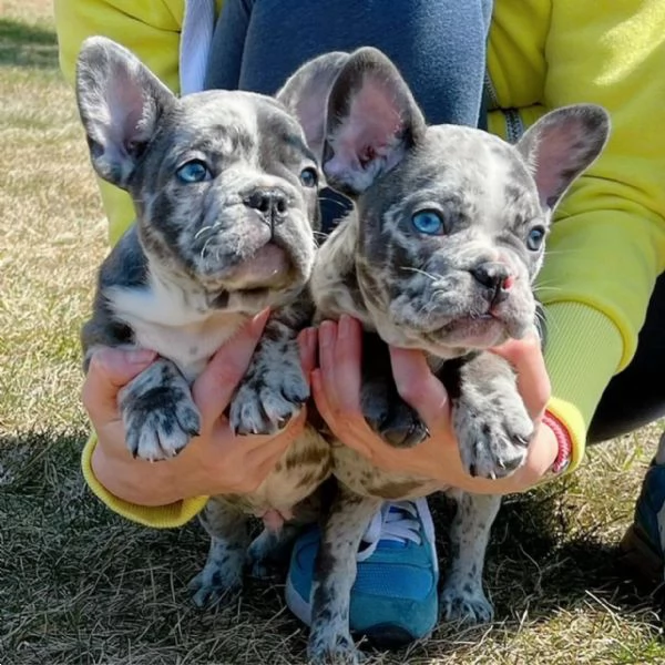 cuccioli bulldog francese