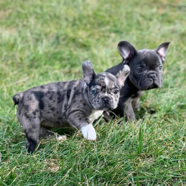 cuccioli bulldog francese | Foto 0