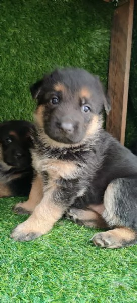 Cuccioli di pastore tedesco  | Foto 6