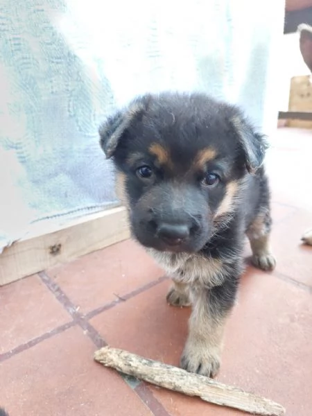 Cuccioli di pastore tedesco  | Foto 3