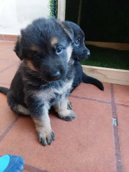 Cuccioli di pastore tedesco  | Foto 1