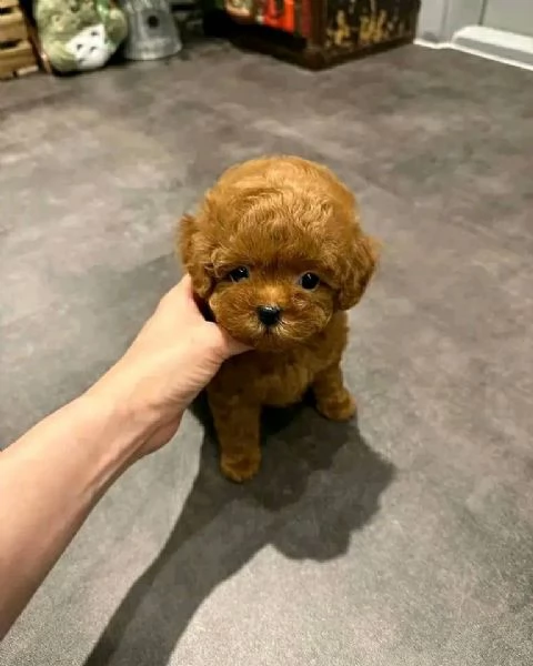 Due cuccioli barboncini di 3 mesi e pochi giorni.