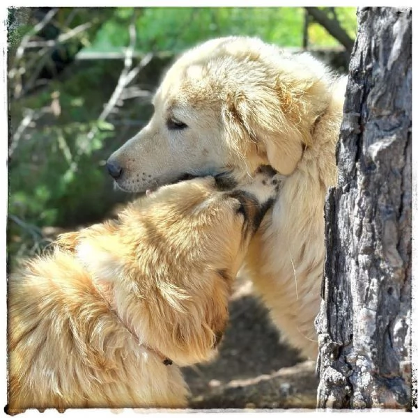 BENNY E BAILEY CERCANO FAMIGLIA | Foto 5