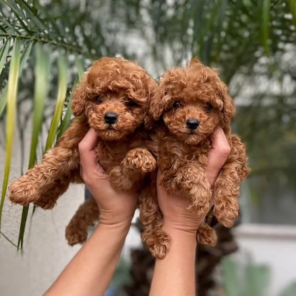   Regalo abbiamo cuccioli di barboncino