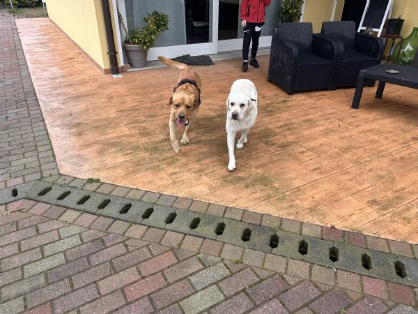 Cuccioli labrador