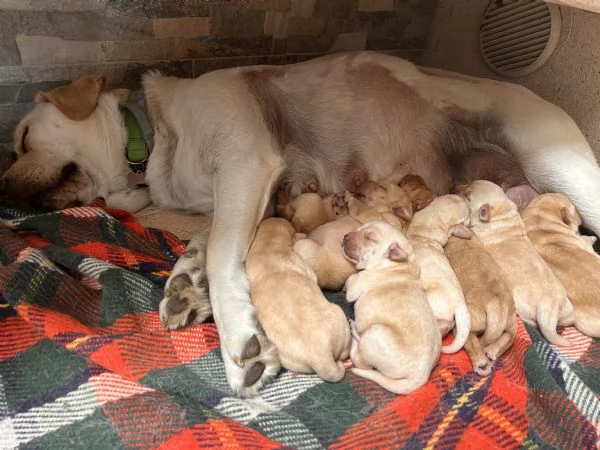 Cuccioli labrador | Foto 0