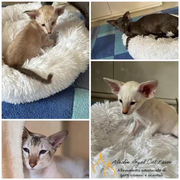 Cucciolo gatto siamese con pedigree | Foto 3