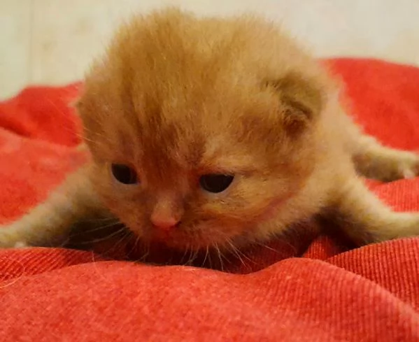 British shorthair cinnamon cucciolo  | Foto 2