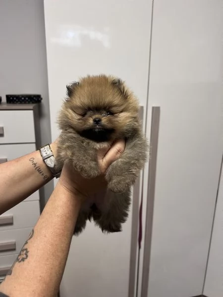 POMERANIA SPITZ TEDESCO NANO PEDIGREE ENCI | Foto 3