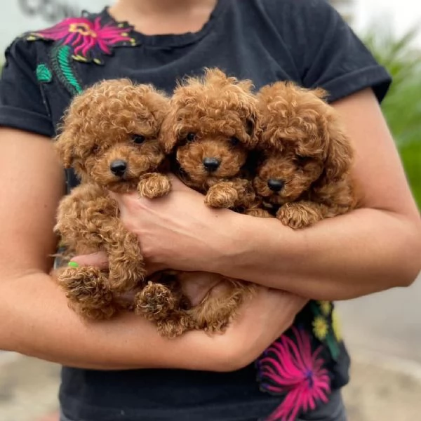  cuccioli di barboncino  femminucce e maschietti disponibili .