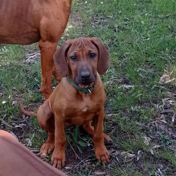 Cuccioli Rhodesian Ridgeback 