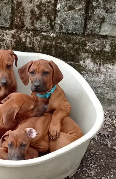 Cuccioli Rhodesian Ridgeback  | Foto 2