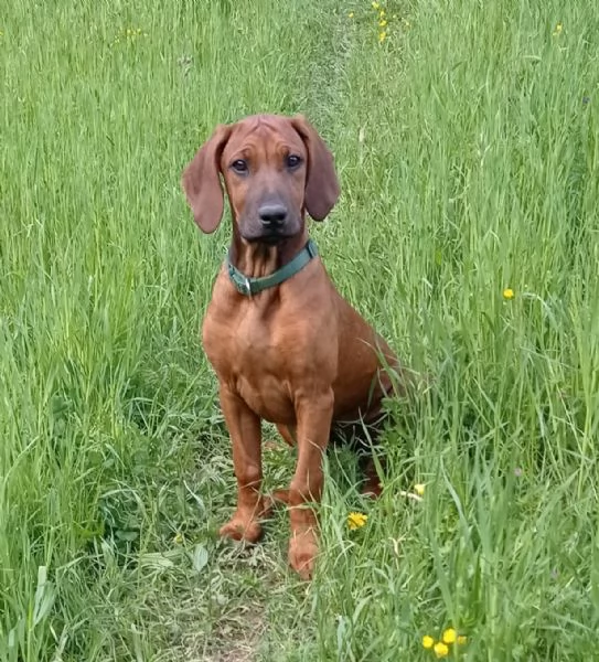 Cuccioli Rhodesian Ridgeback  | Foto 0