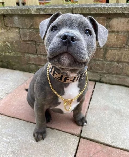 abbiamo due splendidi cuccioli di Pitbull