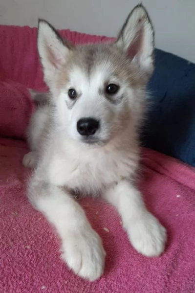 Alaskan Malamute cuccioli 