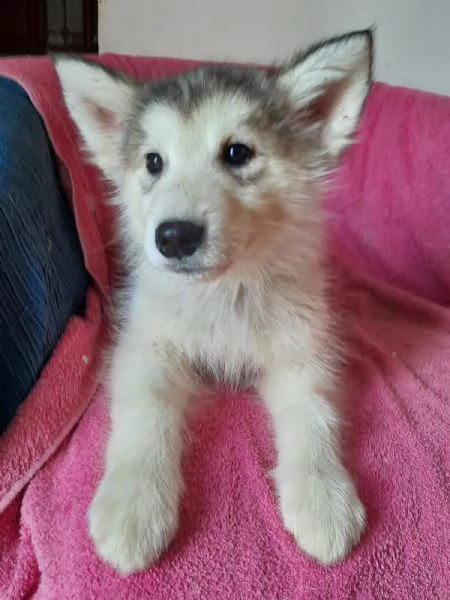 Alaskan Malamute cuccioli  | Foto 0