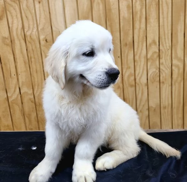 BELLISSIMI CUCCIOLI DI GOLDEN