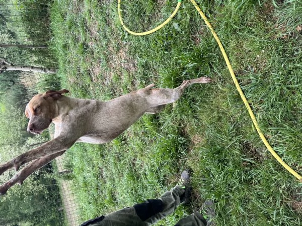 Bracco pointer da tartufo regalo