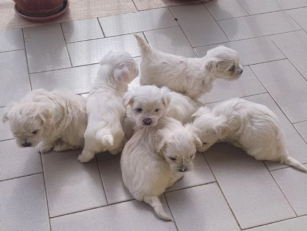 Cuccioli maltesi linea americana  | Foto 0