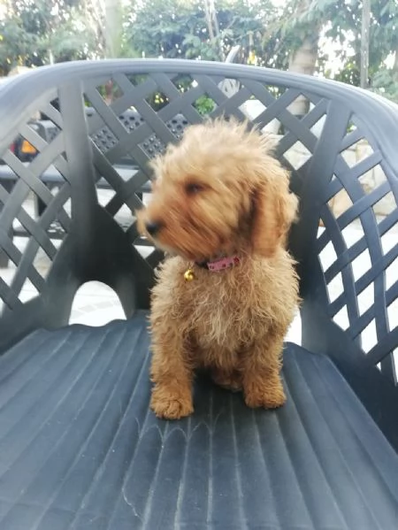 Cucciolo di barboncino nano