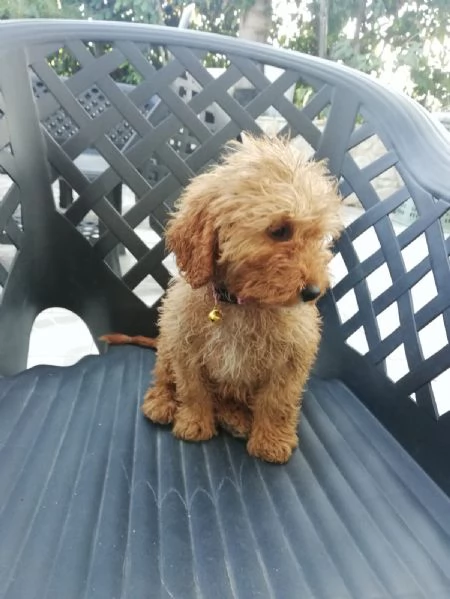 Cucciolo di barboncino nano | Foto 0