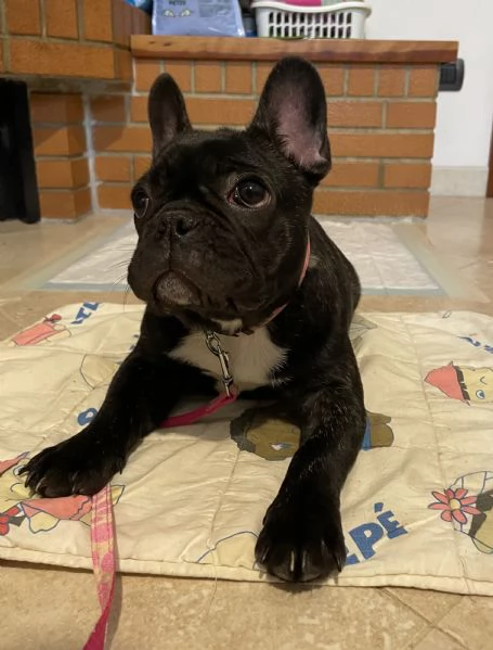 Disponibile cucciola di bulldog francese  | Foto 2