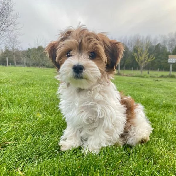  regalo Havanese cuccioli meravigliosi ! 