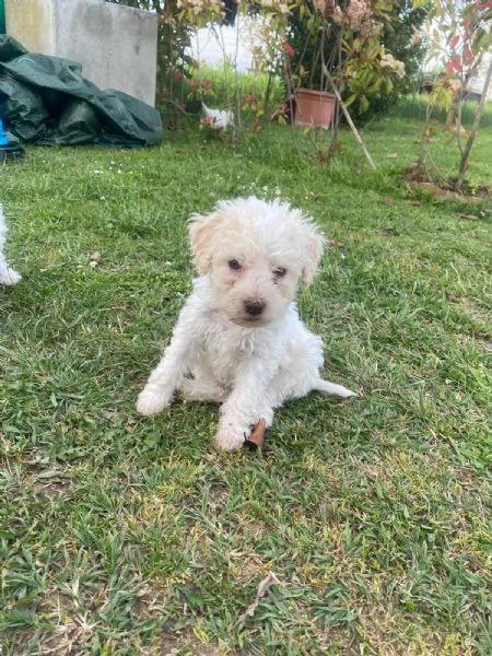 Cuccioli di Lagotto Romagnolo | Foto 1