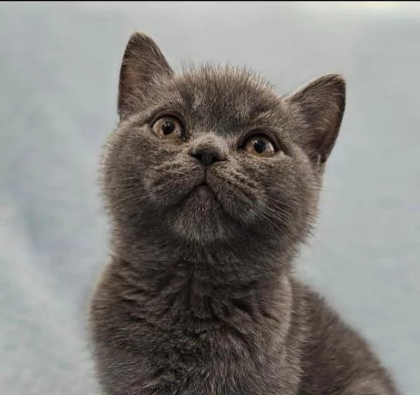 British Shorthair aspetta casa