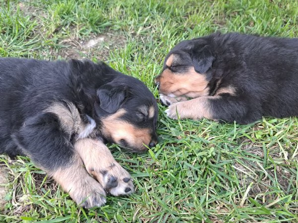 Cuccioli pastore australiano 