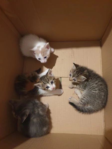 Regalo bellissimi gattini a Catanzaro lido