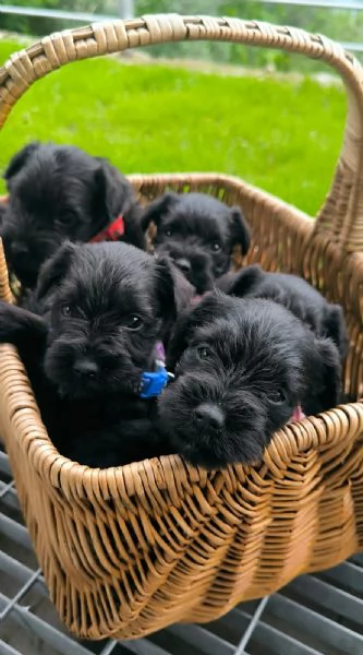 Schnauzer nano nero CUCCIOLI