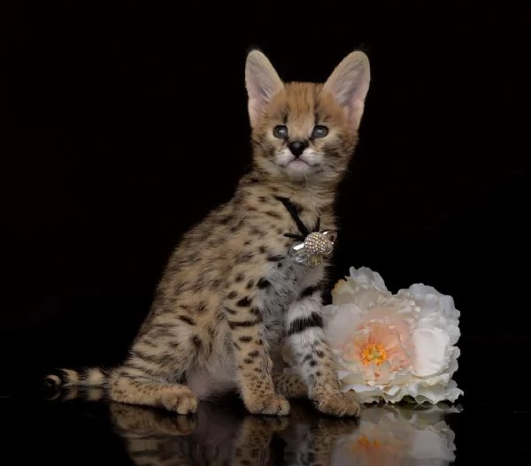 gattini serval, savana e caracal