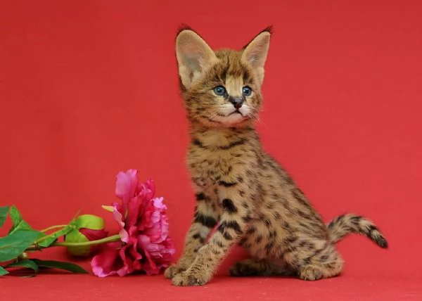 gattini serval, savana e caracal | Foto 0